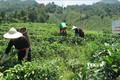 Lào Cai hướng tới sản xuất nông nghiệp không hóa chất