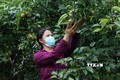 Phụ nữ Lai Châu góp sức xây dựng nông thôn mới