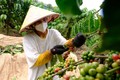 Lâm Đồng đầu tư 20 tỷ đồng chuyển đổi nông nghiệp bền vững