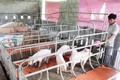 Thừa Thiên – Huế phát triển chăn nuôi theo hướng hữu cơ, an toàn sinh học