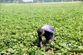 Mô hình chuyển đổi xen canh trồng khoai lang Nhật ruột vàng trên ruộng lúa tại Đức Linh mang lại thu nhập cao cho người dân. Ảnh: Nguyễn Thanh - TTXVN
