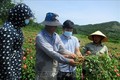 Hiệu quả cao từ trồng sâm Báo ở Thanh Hóa
