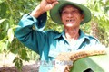 Đậm đà mật ong rừng U Minh Thượng 