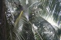 Trà Vinh xúc tiến đầu tư nâng cao chuỗi giá trị cây dừa