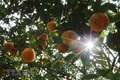 Hòa Bình tái canh cây ăn quả có múi theo hướng bền vững
