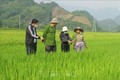 Lai Châu tập trung phòng trừ sâu bệnh gây hại cây trồng