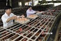 Nhờ vốn vay ưu đãi, gia đình ông Trần Văn Đức ở thôn An Tân, xã Đại Hưng, huyện Đại Lộc có điều kiện cải tạo ao nuôi cá, gà đẻ, mỗi năm thu hàng trăm triệu đồng. Ảnh: TTXVN