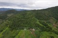 Sơn La hỗ trợ gạo giúp người dân vùng cao yên tâm bảo vệ rừng
