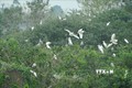 Cấp bách bảo tồn các loài chim hoang dã tại Việt Nam