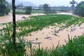 Mưa lớn, nhiều khu vực phía Nam tỉnh Lâm Đồng bị ngập cục bộ