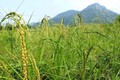 Trung Quốc phát hiện gene nâng cao khả năng chịu hạn ở cây lúa