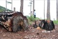 Lâm Đồng chỉ đạo điều tra, xử lý nghiêm vụ phá rừng từ thông tin báo chí