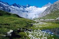 Tuyết trên đỉnh Alps biểu tượng đang nhường chỗ cho cây xanh