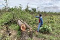 Vụ phá hơn 380 ha rừng tại Đắk Lắk: Kỷ luật hai lãnh đạo xã Ya Tờ Mốt