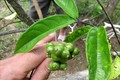 Quả cây Ba kích tại Khu bảo tồn thiên nhiên Pù Hu. Ảnh: Nguyễn Nam-TTXVN