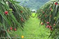 Cao Bằng xây dựng chuỗi liên kết sản xuất, tiêu thụ sản phẩm trái cây