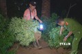 Lực lượng chức năng nhổ bỏ cây cần sa tại vườn nhà Lê Đình Đệ. Ảnh: TTXVN phát