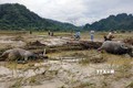 Mưa lớn gây nhiều thiệt hại tại huyện vùng cao Lâm Bình, Tuyên Quang