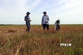 Thừa Thiên - Huế có hàng trăm ha đất trồng lúa bị bỏ hoang trong vụ Hè Thu 2022
