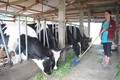 Nuôi bò sữa đang mở hướng làm giàu cho người dân xã Bình Thạnh (huyện Đức Trọng, tỉnh Lâm Đồng). Ảnh: baolamdong.vn