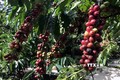 Hiệu quả từ trồng xen cây trong vườn cà phê