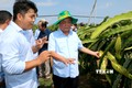 Bộ trưởng Bộ NN và PTNT Lê Minh Hoan (bên phải) kiểm tra việc trồng thanh long tại Trang trại Nông nghiệp công nghệ cao Bình An, huyện Hàm Thuận Nam, tỉnh Bình Thuận. Ảnh: Nguyễn Thanh - TTXVN