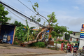 Một cây phượng tại thành phố Tuyên Quang bị đổ gẫy do mưa dông gây ra. Ảnh: nongnghiep.vn