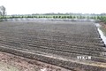 Chuyển đổi đất lúa sang trồng hoa màu ở xã Phương Thịnh, huyện Cao Lãnh. Ảnh: Nguyễn Văn Trí -TTXVN