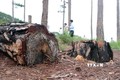 Vụ phá rừng thông quy mô lớn tại Đà Lạt: Khởi tố, bắt tạm giam 3 bị can