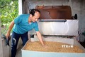 Ông Nguyễn Văn Thục phối trộn thảo dược vào thức ăn cho lợn. Ảnh: Nguyễn Lành - TTXVN