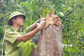 Quảng Trị yêu cầu xử lý nghiêm vụ chặt hạ nhiều gốc cây rừng tự nhiên tại Cam Lộ