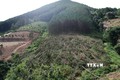 Lâm Đồng khẩn trương điều tra, xử lý vụ phá trắng rừng thông 20 năm tuổi