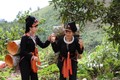 Người Dao ở huyện Văn Yên, tỉnh Yên Bái trong mùa thu hoạch quế. Ảnh: TTXVN phát