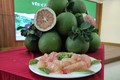 Trái bưởi tươi Việt Nam chính thức được xuất khẩu sang Hoa Kỳ