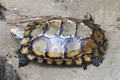 Phát hiện loài rùa núi viền tại Khu bảo tồn thiên nhiên Hòn Bà, Khánh Hòa