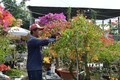 Anh Võ Thành Hiệp ở ấp Tân Thuận A chăm sóc hoa giấy. Ảnh: Nhựt An - TTXVN