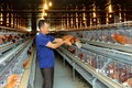 Mô hình chăn nuôi gia cầm khép kín cho hiệu quả kinh tế cao của ông Trần Văn Tường