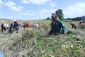 Trồng lúa xen rẫy cao su tái canh giúp đồng bào dân tộc ở Bình Phước từng bước ổn định cuộc sống