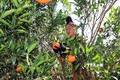 Người dân tại bản Nà Mòn, xã Mường Và, huyện Sốp Cộp (Sơn La) thu hoạch cam. Ảnh: Hữu Quyết - TTXVN
