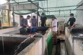 Giá trị kinh tế cao từ mô hình nuôi ghép cá trắm cỏ ở Hưng Yên
