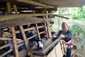 Vùng cao Sơn La chủ động phòng, chống đói, rét cho đàn gia súc 