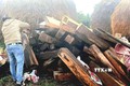 Quảng Ngãi phát hiện hơn 100 phách gỗ ké không có giấy tờ hợp pháp cất giấu ở nhà dân