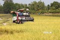 Kiên Giang chuyển đổi hơn 4.480 ha cây trồng trên đất lúa kém hiệu quả