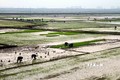 Nhiều diện tích lúa vụ Xuân ở Nghệ An chưa thể gieo cấy vì thiếu nước