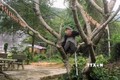 Bảo vệ 3 cá thể voọc chà vá chân xám quý hiếm ở Phú Yên