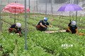 Hợp tác xã nông nghiệp – thủy sản tại Tiền Giang đổi mới hoạt động hiệu quả