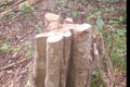 Gia Lai: Khẩn trương điều tra làm rõ vụ 125 cây rừng bị cưa hạ