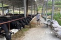 Vĩnh Phúc kiểm tra, giám sát việc sử dụng chất cấm trong chăn nuôi, giết mổ gia súc