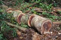 Điều tra, làm rõ động cơ của các đối tượng chặt hạ rừng tại huyện Kbang, Gia Lai