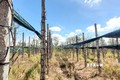 Gia Lai: Nguy cơ cháy lan từ các vườn hồ tiêu bị chết, bỏ hoang